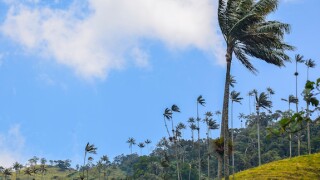 Palma, trees, Valle de Cocora, Colombia, 575, LatAm