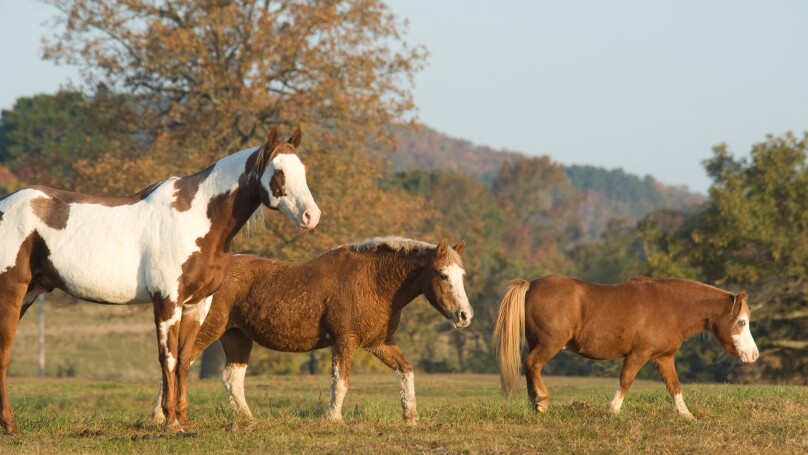 Trio of diverse horse pals at Proud Spirit Horse Rescue Arkansas