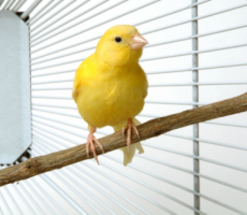 canary px230 x 200 for gc