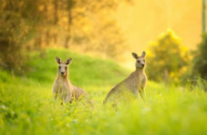 kangarooz_fotolia_230x150