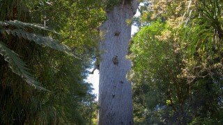 New Zealand. Tane Mahuta, largest living Kauri Tree.