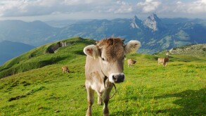 Cows on the Alps, Schwyz, Switzerland