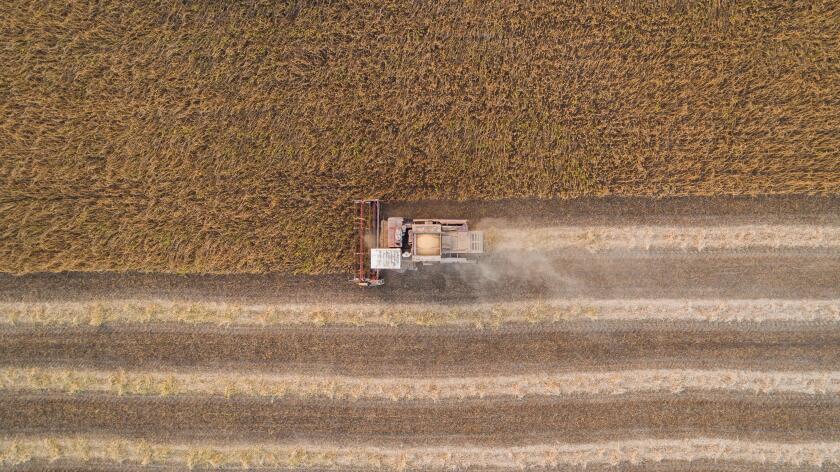 Harvester working in field and mows soybean. Ukraine. Aerial view.