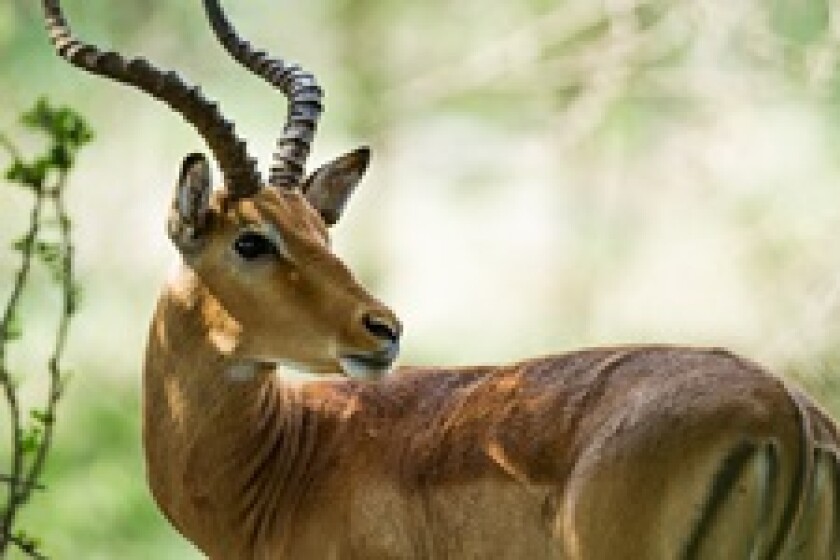 Impala from Fotolia 230x150