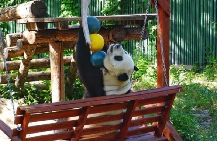 Panda_playing_bond_PA_575X375_05Jun20