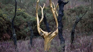 Golden tree / Paimpont