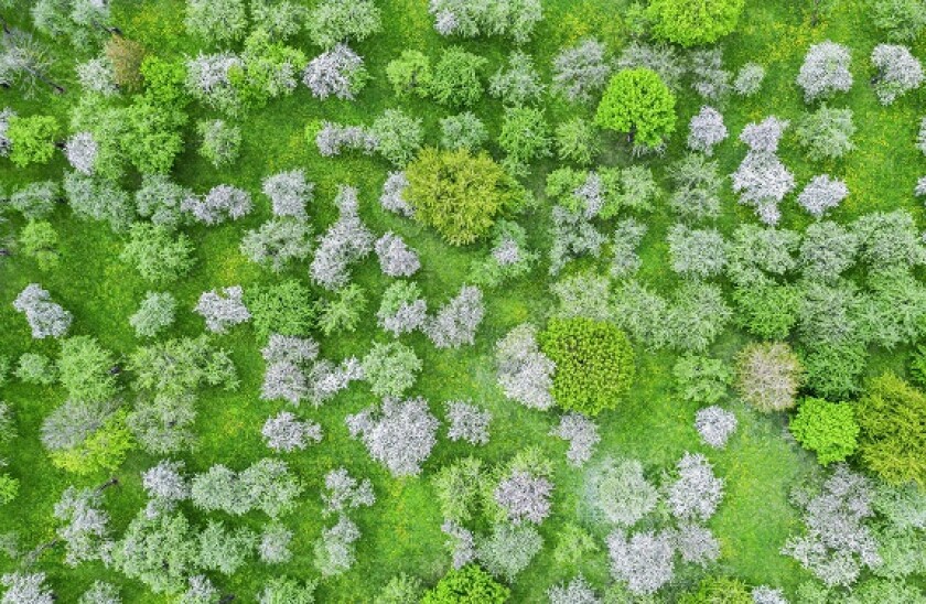 Orchard_Alamy_575x375_08July21