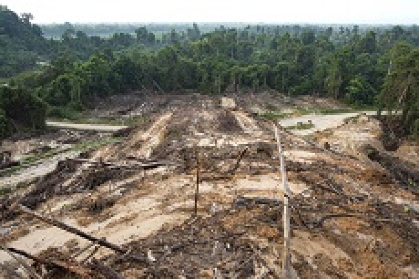 Deforestation rainforest borneo malaysia palm oil from PA 230x150