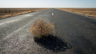 Tumbleweed On Road In Desert
