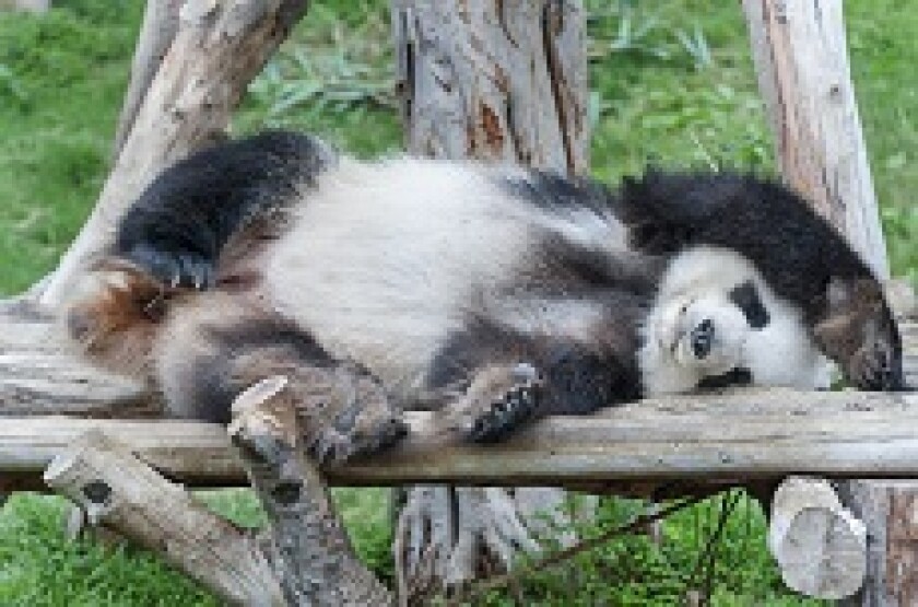 panda_lying_down_230px