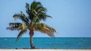 Palm Tree against the Caribbean Sea in Hopkins, Belize