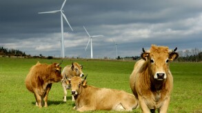 Wind turbines in a field with cows, Ally Mercoeur windfarm, Departement Haute-Loire, France, Europe