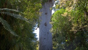New Zealand. Tane Mahuta, largest living Kauri Tree.