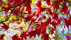 Close up of an Acer tree in autumn or fall