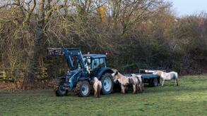 A farmer feeding his horses, seen from the A46 towards Newark on Trent, Nottinghamshire, UK