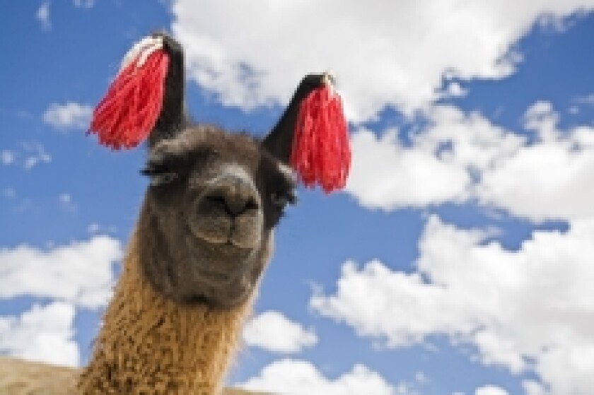 Llama_alamy_23Nov19_230x150