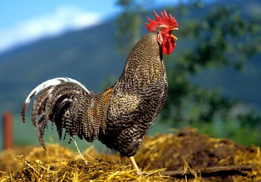 Rooster from Alamy 7Jan25 575x375.jpg