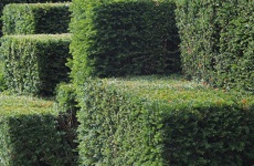 Hedge