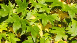 mapleleafs_fotolia_230x150