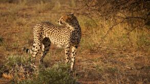 Hungry cheetah, Samburu Game Reserve, Kenya