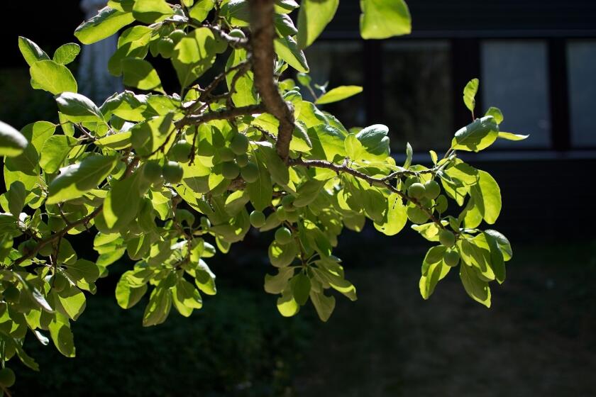 Plum tree green leafy branches closeup in a garden in Sweden in July