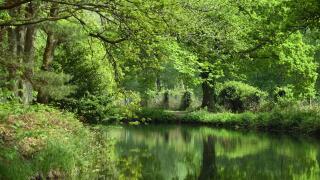 Deep green colours reflected in the beautiful Basingstoke Canal in Surrey, in this late spring/early summer scene of bucolic calm