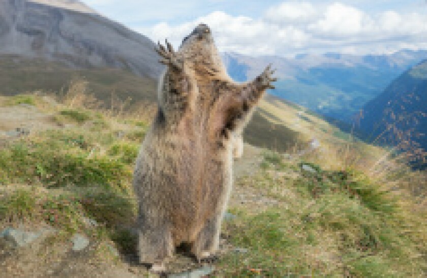 Marmot_Mountain_28March2017_Fotolia_230x150