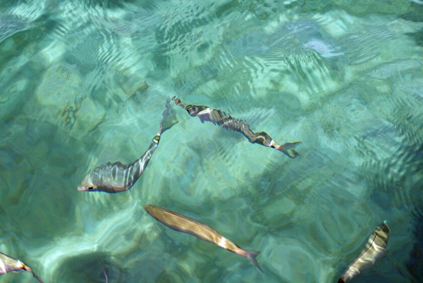 Sea's transparencies in Sardinia