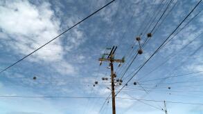 Tillandsia recurvata aerial Plant growing on power lines in Baja California Sur Mexico
