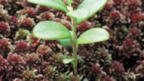 Lingonberry Shoot Grows Through Crimson Moss