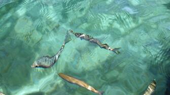 Sea's transparencies in Sardinia