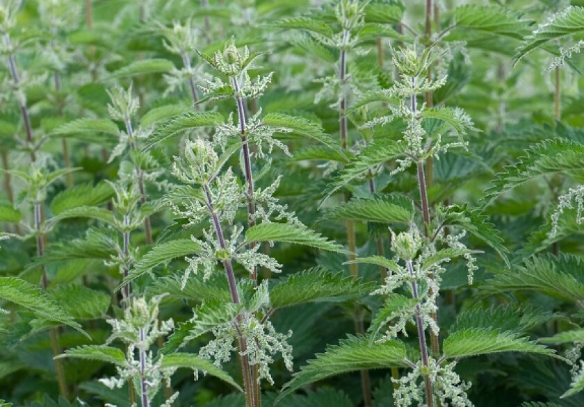 Nettles from Alamy 28Jul22 crop 575x375