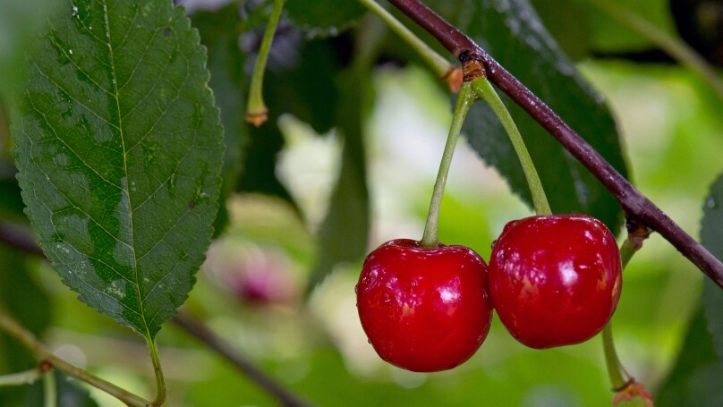 Sour Cherry or Morello Cherry (Prunus cerasus), Obersoellbach, Hohenlohe, Baden-Wuerttemberg