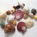 Different shells shapes and colours