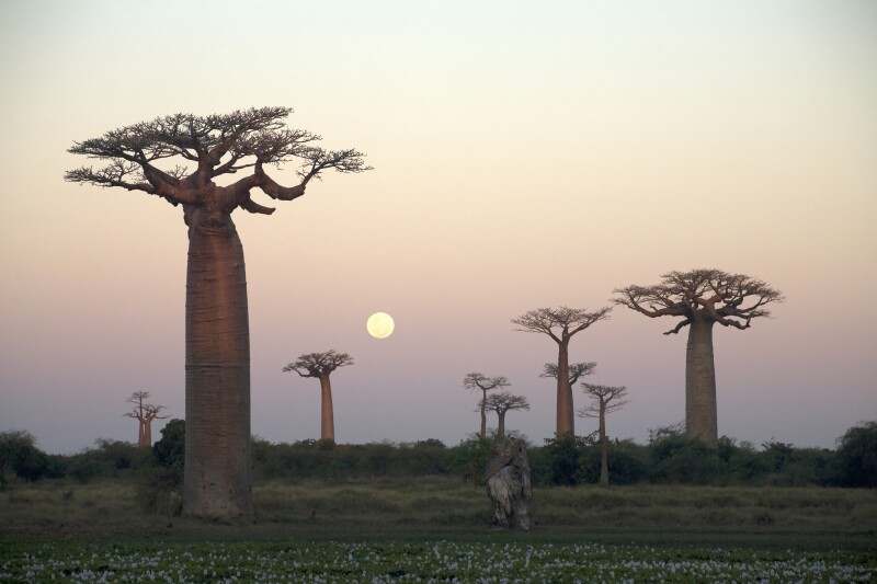 Baobabs (Adansonia grandidieri) at sunset. Avenue du Baobab, near Morondava, Western Madagascar, Madagascar