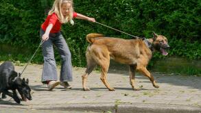Netherlands, girl walks dogs that both pull in different directions.