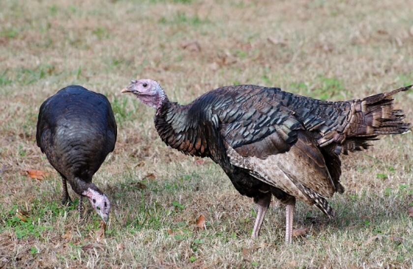Wild turkeys graze on a lawn in southern Maryland.