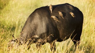 Buffalo with Ox peckers on the Masai Mara Kenya