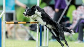 Border Collie jumping over a hurdle in an agility parcour. Germany