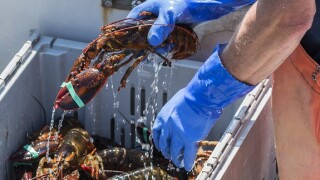 lobster_Adobe_575x375_17August2020