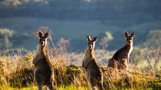 Three kangaroos standing on the edge of a mountain, backlit by the late aftenoon sun with another mountain in the background