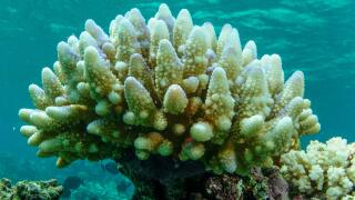 This photo supplied by the Great Barrier Reef Marine Park Authority (GBRMPA) shows reef scape of bleached coral in the Townsville/Whitsunday management area of the Great Barrier Reef in Australia, March. 15, 2015. More than 90% of Great Barrier Reef coral