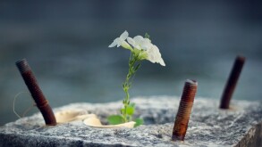 greenshots-hope-adobe-2022