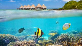 Maldives Island - underwater view with fish
