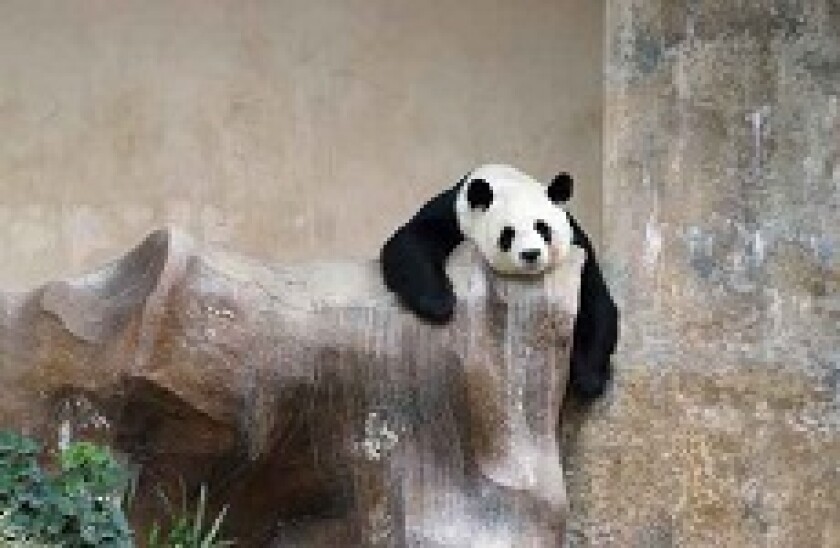 Panda resting_px230