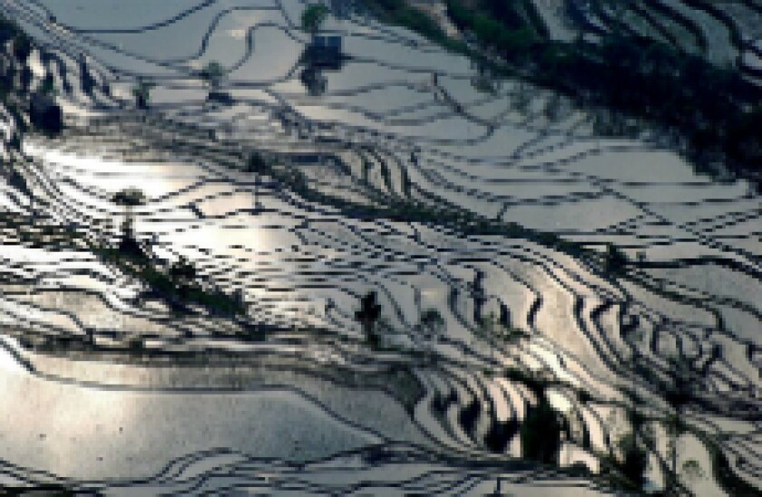 rice_field230px