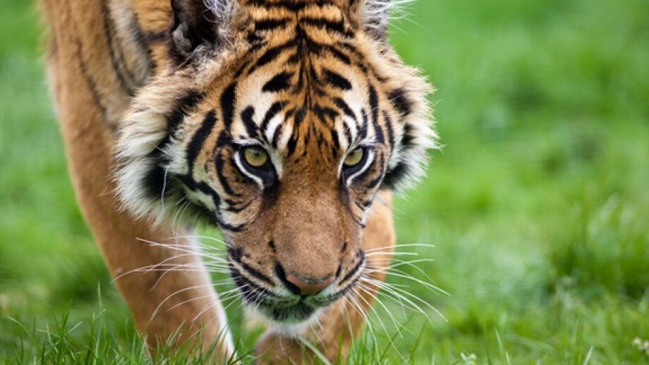 Tiger hunting from Alamy 17Jun24 575x375