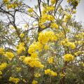 Yellow flowers tree tabebuia spectabilis / Goldentree in the park