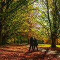 EMBARGOED TO 2330 TUESDAY OCTOBER 21 File photo dated 09/10/18 of walkers passing through the fallen autumnal leaves in Clarke's Gardens, Allerton, Liverpool. Older women who clock up 4,000 steps a day just once or twice a week cut their chance of early d