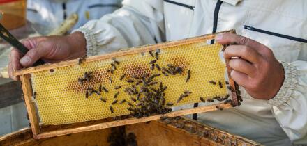 Working bees on honeycomb. Beekeeping concept. Healthy food.